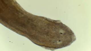 Planaria Under Microscope [upl. by Yle625]