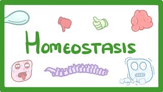 GCSE Biology  Homeostasis 54 [upl. by Jahdai]