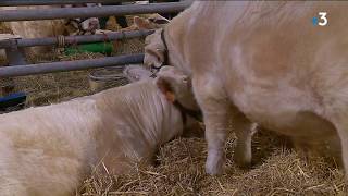 Concours de reproducteurs charolais [upl. by Llenad]