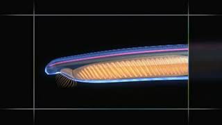 Chordate Animation  Amphioxus to Vertebrate Body Plan [upl. by Ledeen]