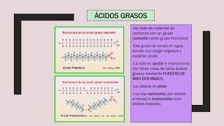 LÍPIDOS I Ácidos grasos y Acilglicéridos [upl. by Buck]