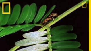 Amazing Symbiosis Ant Army Defends Tree  National Geographic [upl. by Perzan]