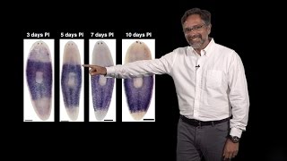 Alejandro Sánchez Alvarado Stowers HHMI 2 Regeneration Neoblasts The planarian stem cells [upl. by Velleman]