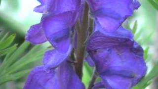 Poisonous Plants 121 Aconitum napellus monkshood [upl. by Alad]