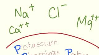 Intracellular vs Extracellular Ion Prevalence mnemonic [upl. by Adniled]