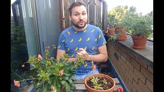 Did any Roots Form Lewisia Cotyledon Propagation Update [upl. by Annovoj758]