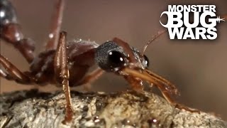 Bull Ant Vs Redback Spider  MONSTER BUG WARS [upl. by Esinal355]