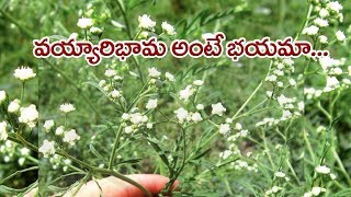 Parthenium and its eradication ll PJTSAU [upl. by Aizek]