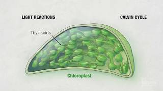 Photosynthesis Part 4 Chloroplasts  HHMI BioInteractive Video [upl. by Tirrej]