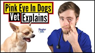 How To Treat Eye Infections In Dogs DO THIS  Vet Explains [upl. by Ordisy920]