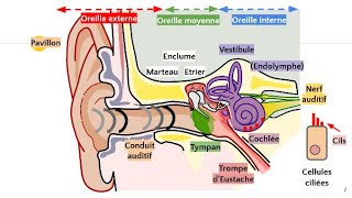 Anatomie de loreille 👂 [upl. by Ameerak]