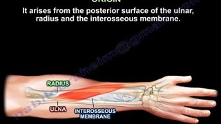 Abductor Pollicis Longus  Everything You Need To Know  Dr Nabil Ebraheim [upl. by Mort]