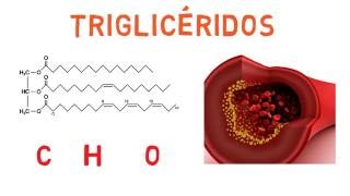 Ácidos grasos y Triglicéridos [upl. by Ivon]