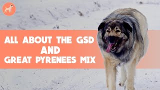 German Shepherd And Great Pyrenees Mix Dog Breed Information [upl. by Tse]