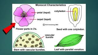 Science  Grade 6 Monocotyledons and Dicotyledons [upl. by Ahsekyt]