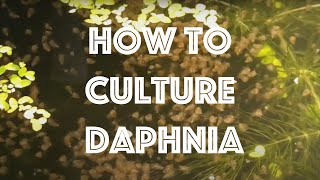 How To Culture Daphnia Magna [upl. by Doughman440]