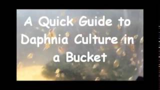 How to culture daphnia outside [upl. by Cigam]