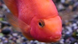 Understanding the Parrot Cichlid [upl. by Nosinned]