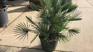 Chamaerops humilis ‘Cerifera’ [upl. by Antoni]