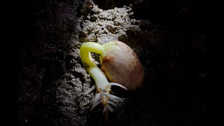 Underground Beans epigeal and hypogeal germination time lapse Filmed over 24 days 4K [upl. by Berga867]