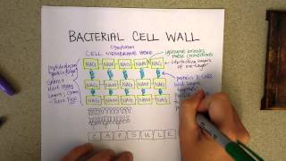 Bacterial cell wall structure [upl. by Hgielak106]