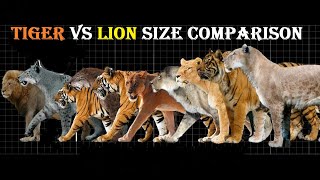 Tiger VS Lion Size Comparison  Lion VS Tiger Size Comparison LiViNG And EXTiNCT [upl. by Kyriako]