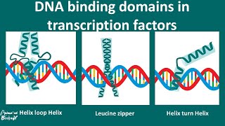 DNA Binding motifs overview [upl. by Rexferd]