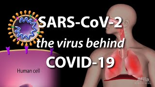 Understanding the Virus that Causes COVID19 Animation [upl. by Eziechiele]