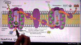 Photosystem 2 and Photosystem 1 [upl. by Vassily]