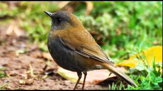 Birdsong Nightingales Song Nature Sounds [upl. by Joiner]