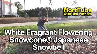 How to grow Snowcone® Japanese Snowbell  Beautiful White Fragrant Flowering Tree [upl. by Map307]