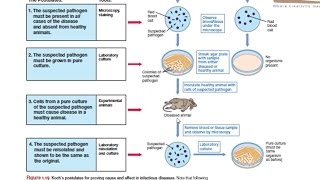 Kochs postulates [upl. by Odelle]