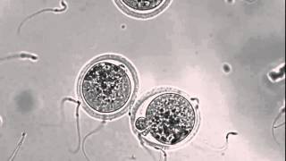 Interacting sperm and egg [upl. by Honig65]