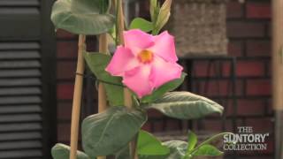 Caring for Sun Parasol Mandevilla Indoors in the Winter [upl. by Ecinaej]