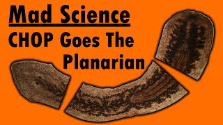 Mad Science  CHOP Goes the Planarian [upl. by Jessy]