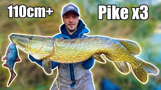 DREAM FISHING Our BEST Pike Fishing in Small River from Shore  Team Galant [upl. by Hsatan]