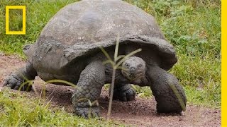 Worlds Biggest Tortoise Can Live Up to 120 Years  National Geographic [upl. by Ashraf]