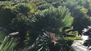 Chamaerops humilis ‘Volcano’ [upl. by Portwin]