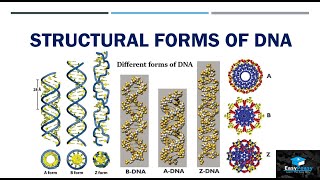 Structural Forms Of DNA [upl. by Zondra]