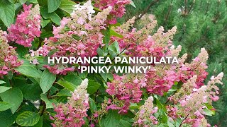 Hydrangea Paniculata Pinky Winky [upl. by Cornela13]