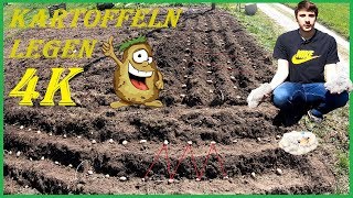 Vorgekeimte Kartoffeln im eigenen Garten legen setzenpflanzen  Videoanleitung  4K [upl. by Eelymmij456]