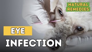 Dog Eye Infections Natural Remedies [upl. by Conrad]