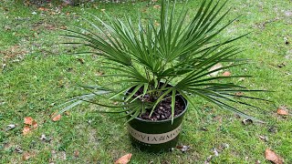 Chamaerops humilis is a Very Adaptable and ColdHardy Palm [upl. by Casey223]