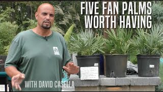 Five Fan Palms Worth Having [upl. by Johann]