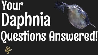 Daphnia Questions Answered [upl. by Ankeny685]