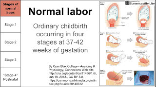 Normal labor ordinary delivery [upl. by Chaddy]