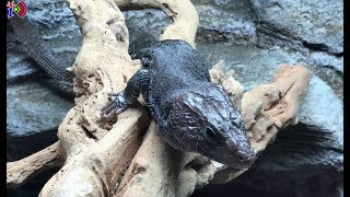 Melanistic Eyed Lizard  Timon Lepidus [upl. by Talley19]