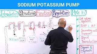 Sodium Potassium Pump  Na⁺  K⁺  ATPase [upl. by Yenrab]