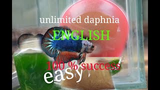 daphnia moina culture Easy way Unlimited production English  with sub Green water Chlorella [upl. by Aniad]