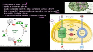 Grade 11 Life Sciences Photosynthesis [upl. by Skurnik]